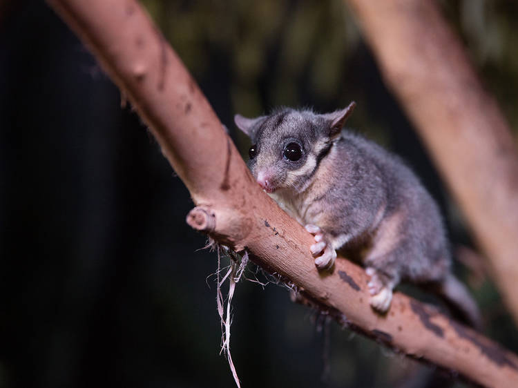 Native Australian Critters that are only seen in Victoria — 5 Ways To ...